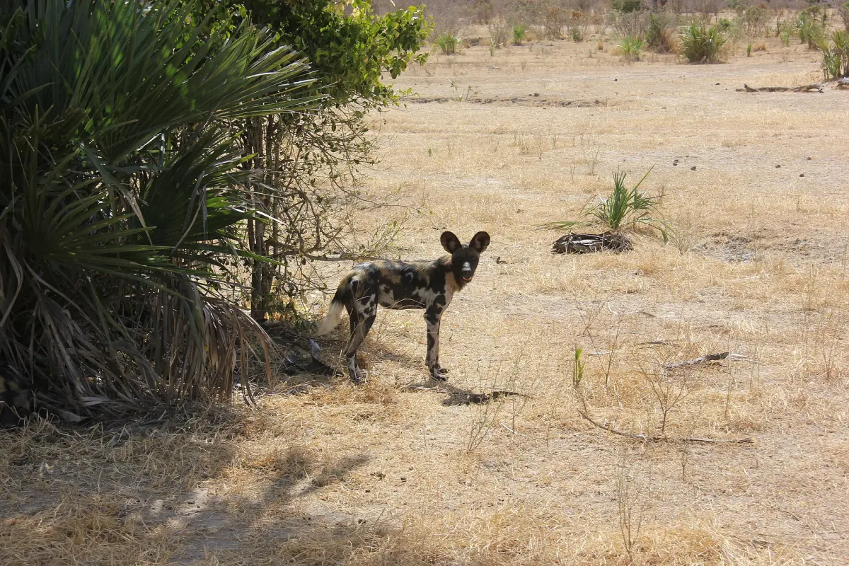 Afrikanischer Wildhund steht an einem Palmdickicht im Süden Tansanias
