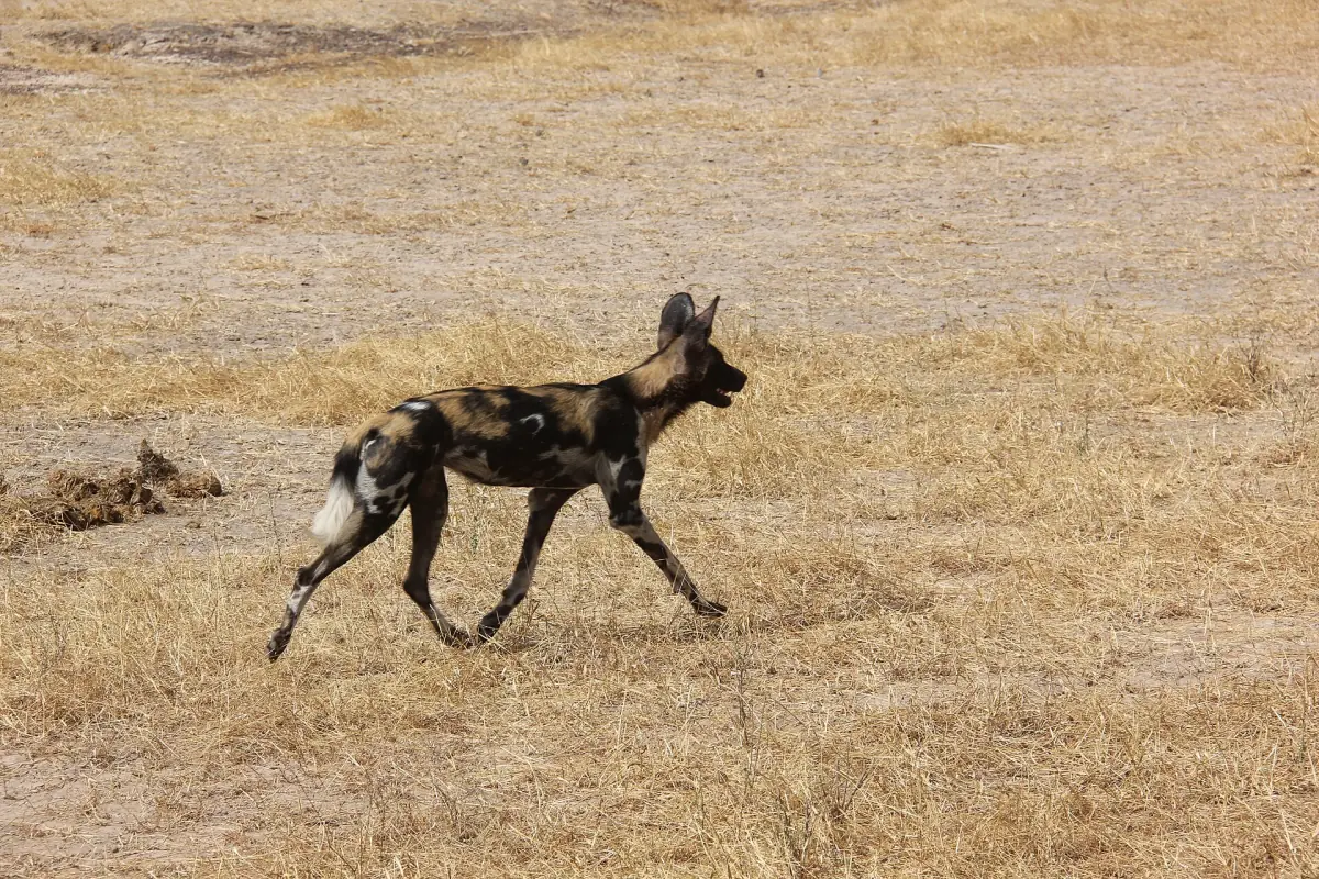Afrikanischer Wildhund läuft durch trockenes Gras im Süden Tansanias