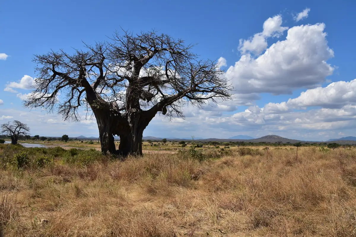 Baobab met een kale kroon tegen een blauwe hemel met witte wolken
