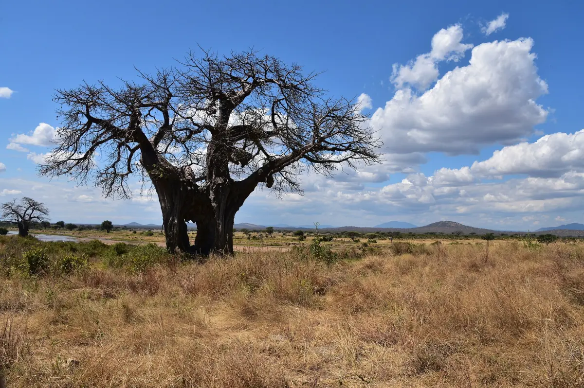 Baobab mit kahler Krone vor blauem Himmel und weißen Wolken