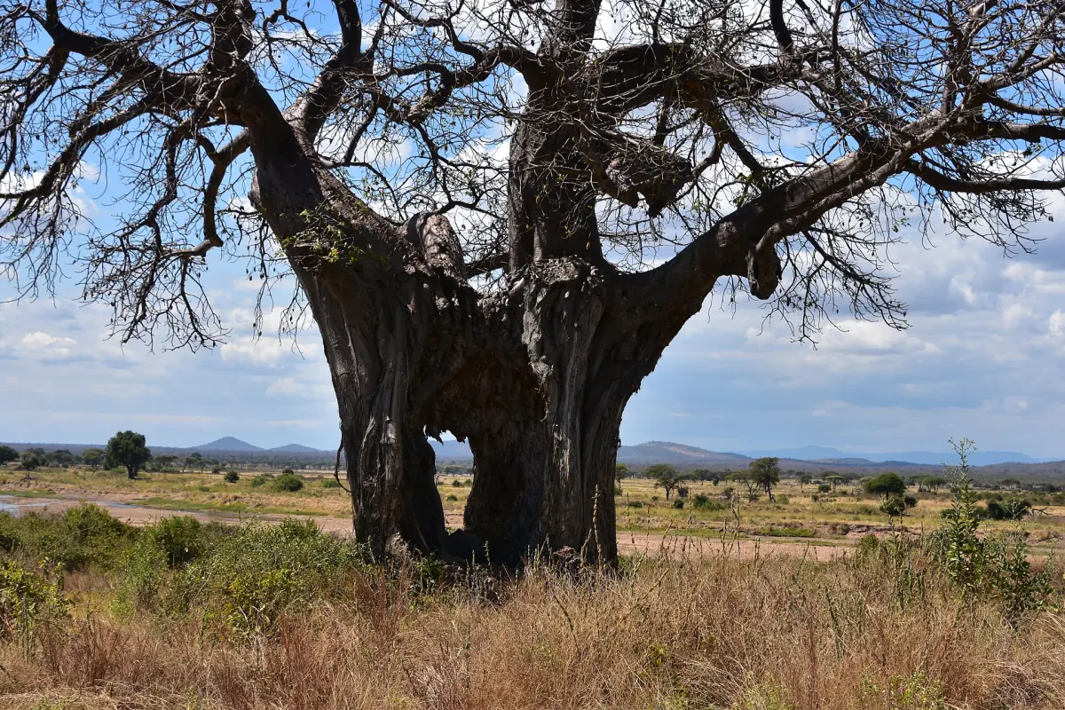 Großer Baobab mit breitem Stamm in der offenen Savanne