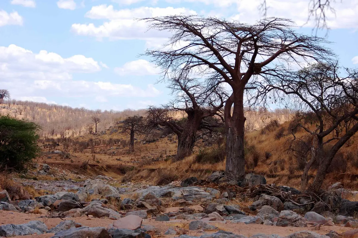 Droge, rotsachtige bedding van de Great Ruaha-rivier met baobabs op de oever