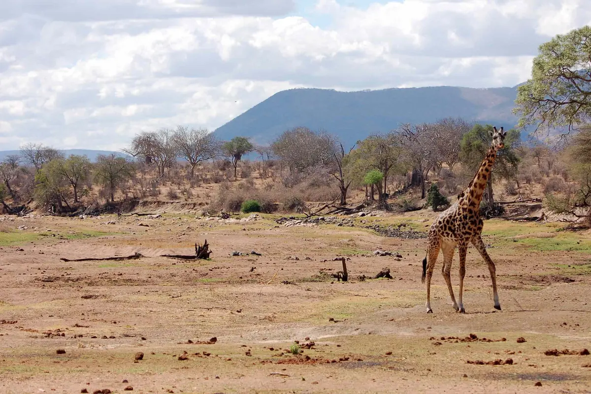 Giraffe auf dem trockenen Bett des Great Ruaha River mit einem Berg im Hintergrund