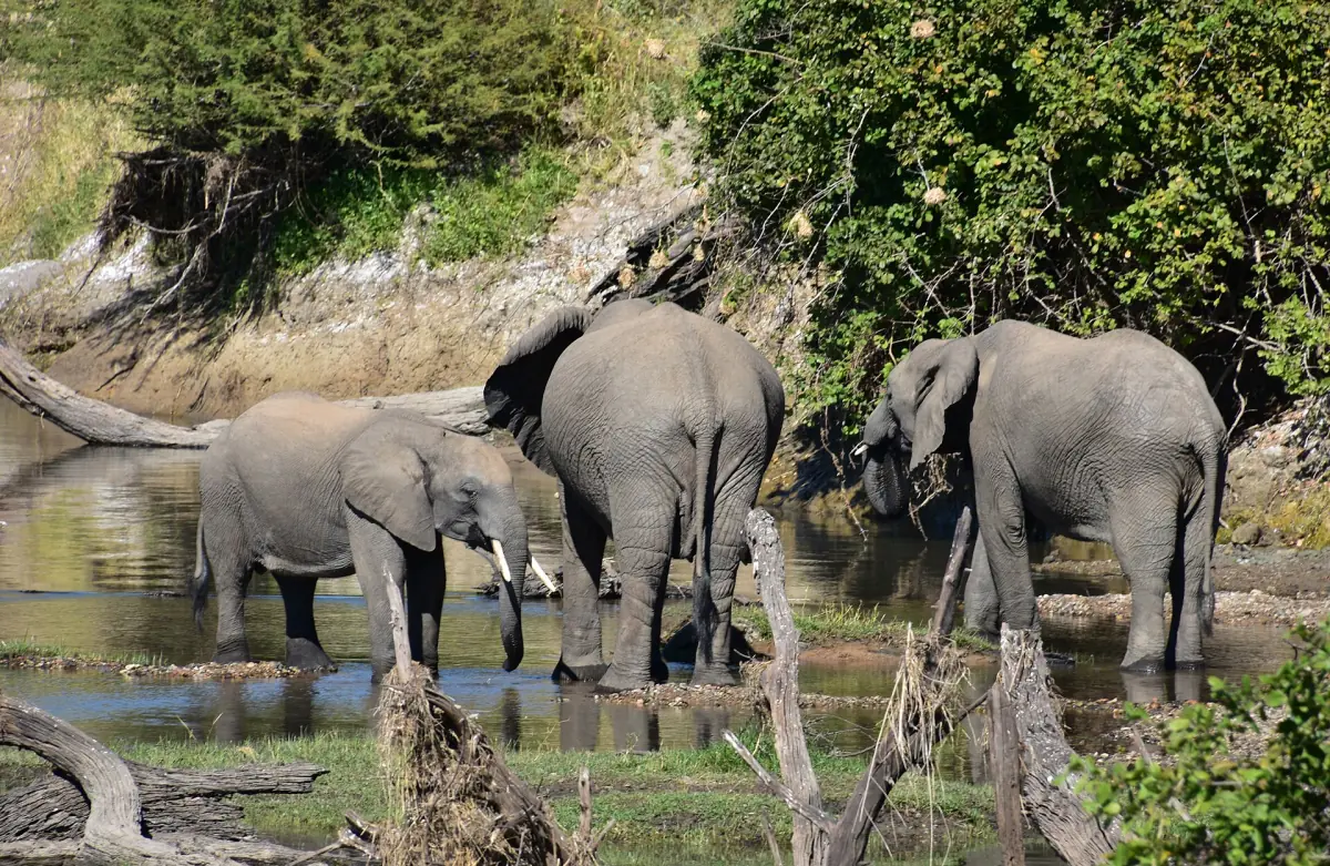 Elefantenfamilie trinkt gemeinsam an einem Wasserloch im Ruaha-Nationalpark