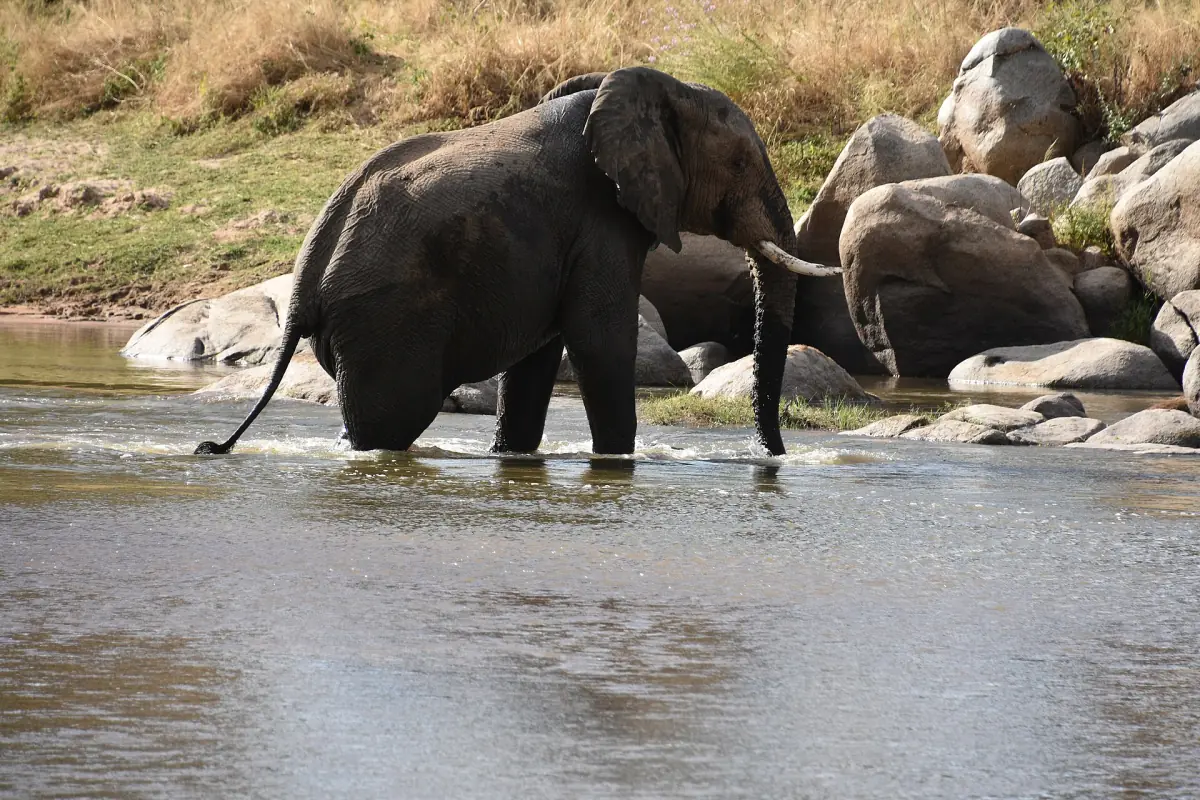 Elefanten waten im Ruaha River zwischen großen Felsen