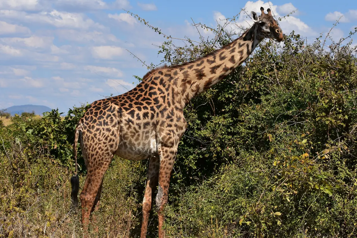 Giraf eet bladeren van een doornige acacia in Ruaha National Park