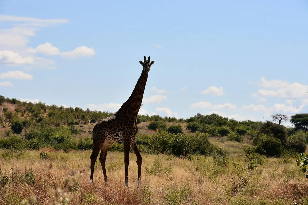 Giraffe steht in der trockenen Buschsavanne unter blauem Himmel
