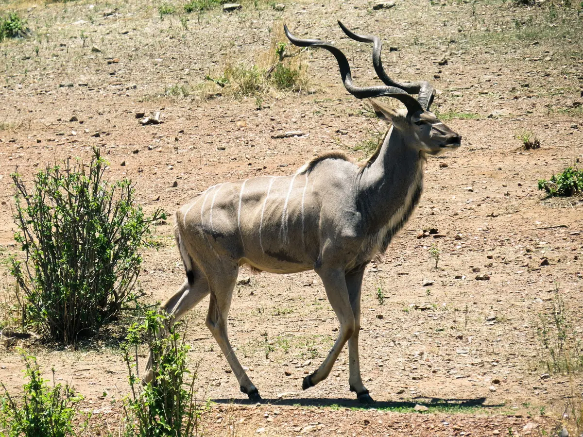 Großer Kudu Bulle mit Spiralhörnern läuft über trockenen Boden