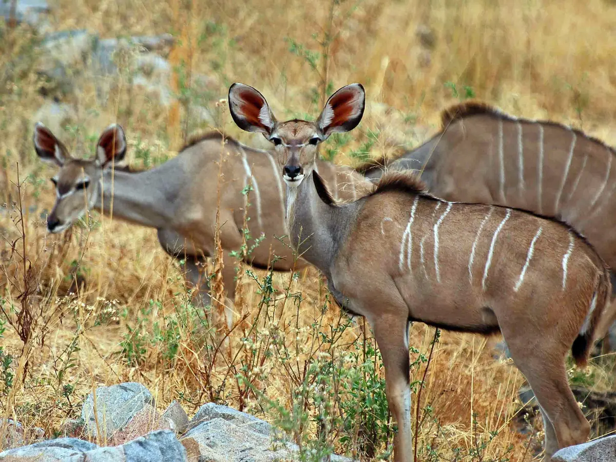 Große Kudu Kühe mit weißen Streifen stehen im braunen Gras