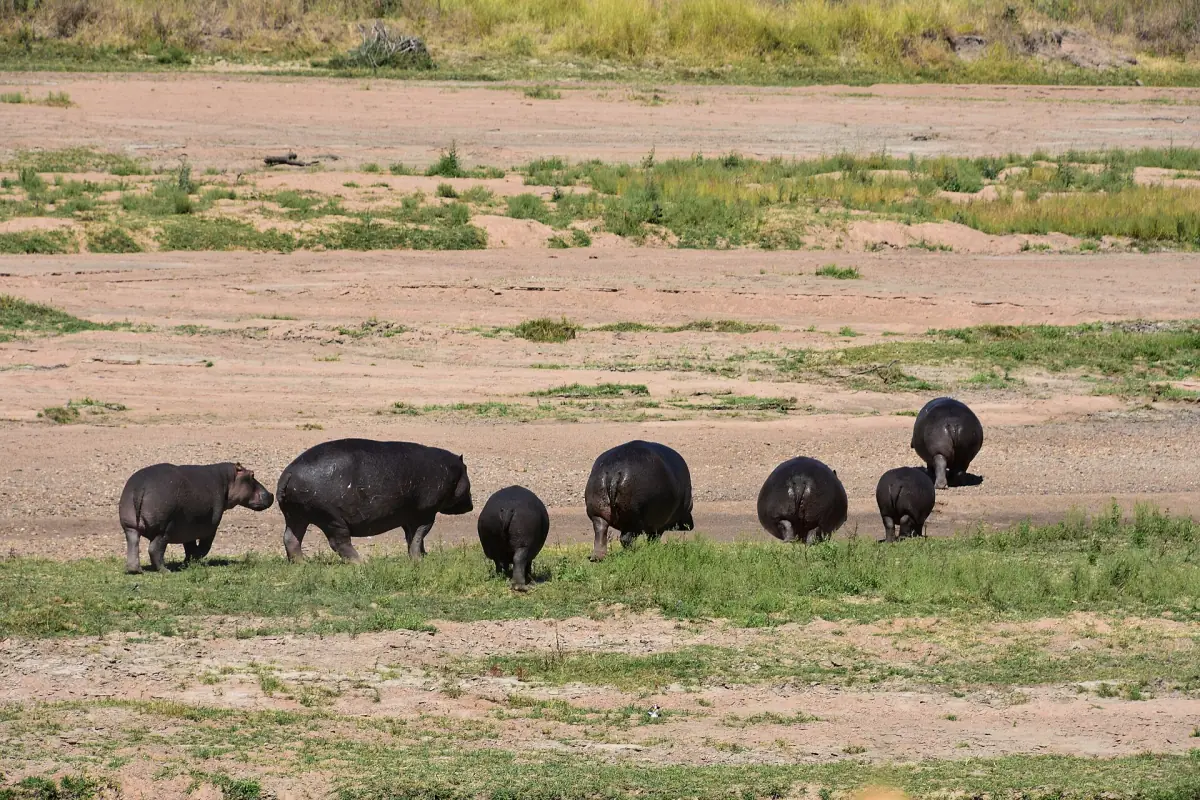 Flusspferde weiden auf einer grasigen Uferbank am Ruaha River