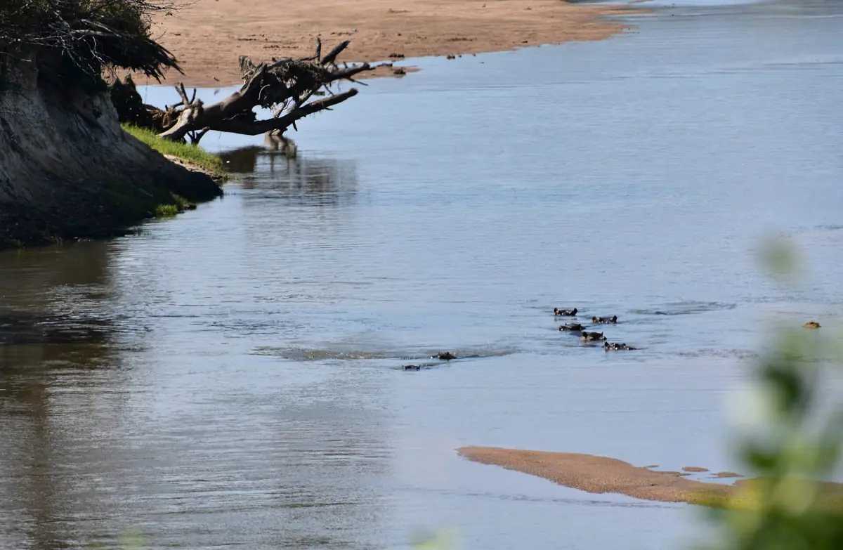 Flusspferde in einem ruhigen Abschnitt des Ruaha River mit einem umgestürzten Baum