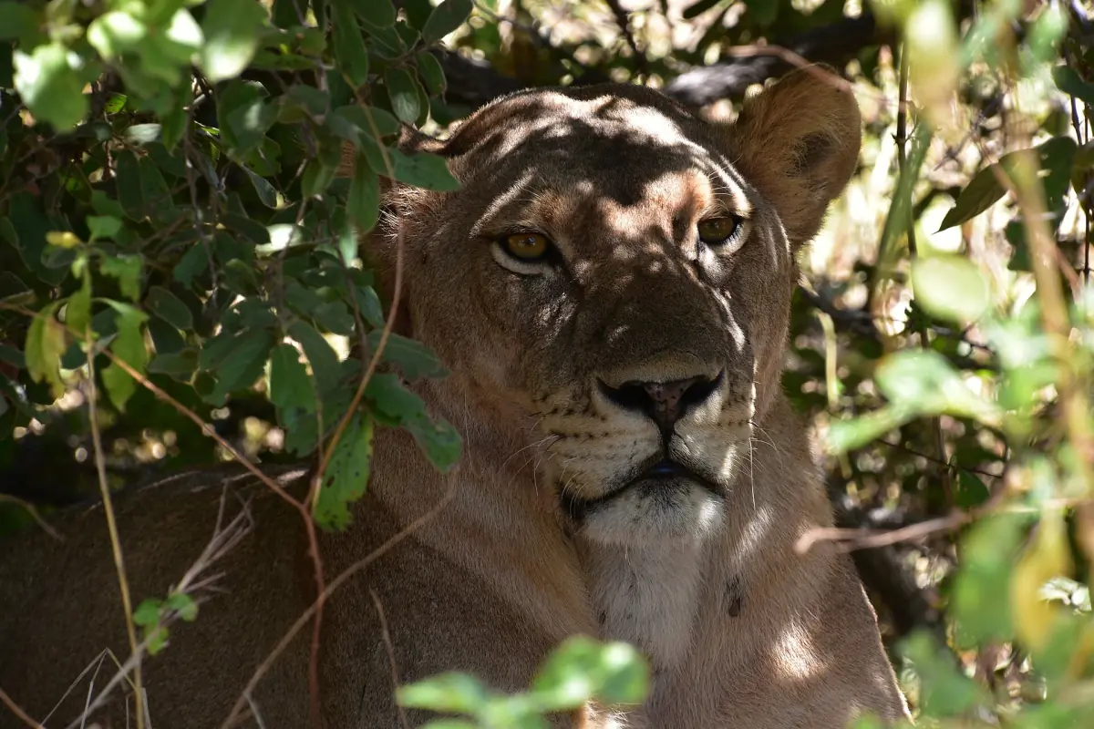 Löwin blickt aus dichtem Gebüsch im Ruaha-Nationalpark