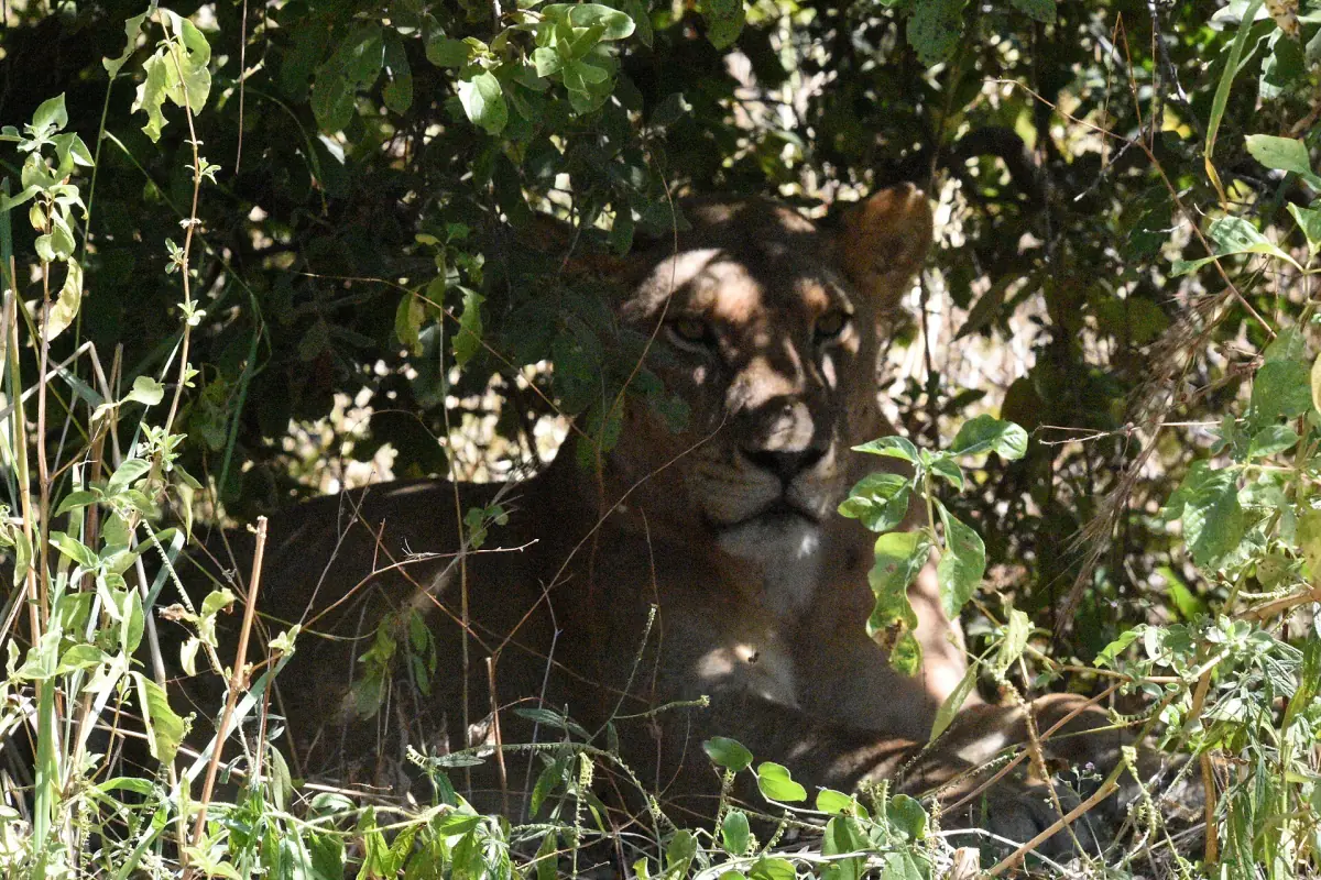 Löwin ruht im Schatten von Büschen im Ruaha-Nationalpark
