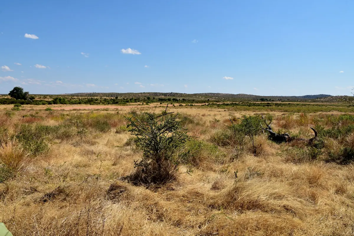Offenes Grasland mit vereinzelten Büschen unter blauem Himmel