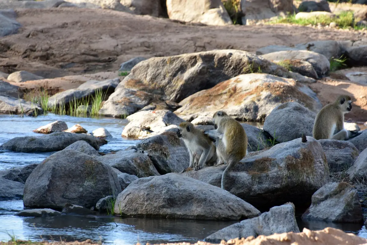 Meerkatten zitten op grote rotsblokken naast de Ruaha-rivier